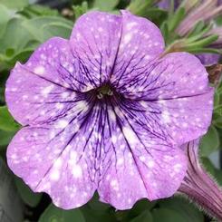 Petunia hybrida