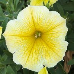 Petunia hybrida