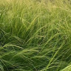 Stipa (Nasella) tenuissima