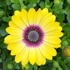 Osteospermum ecklonis