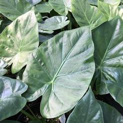 Alocasia 'Calidora'