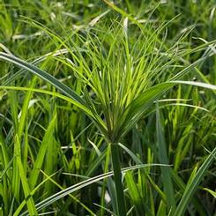 Cyperus papyrus