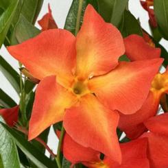 Mandevilla hybrid