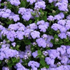 Ageratum houstonianum