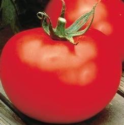 Tomato - 4 Medium Large 