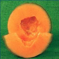 Cantaloupe 