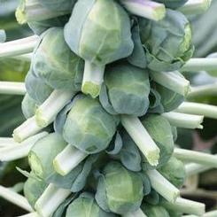 Brussel Sprouts 