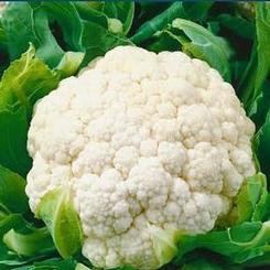 Cauliflower 