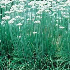 Chives 