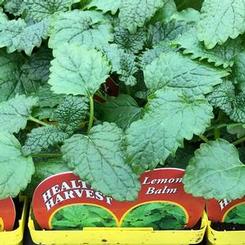 Lemon Balm 