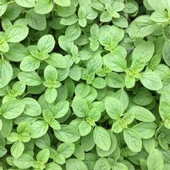 Origanum majorana