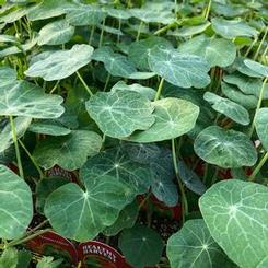 Nasturtium 