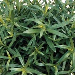 Tarragon 