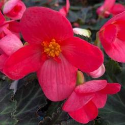 Begonia x hybrida