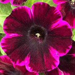 Petunia hybrida