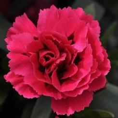 Dianthus 'Carnation'