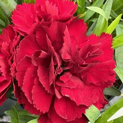 Dianthus 'Carnation'