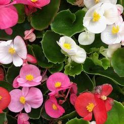 Begonia semperflorens