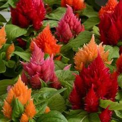 Celosia plumosa & cristata