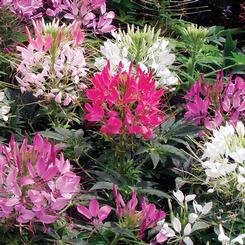 Cleome hassleriana