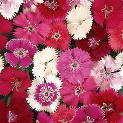 Dianthus chinensis x barbatus