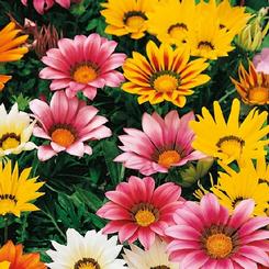 Gazania rigens