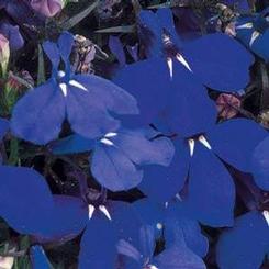 Lobelia erinus