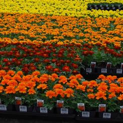 Tagetes 