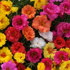 Portulaca grandiflora