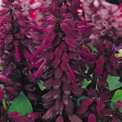 Salvia splendens