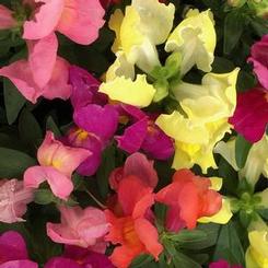 Antirrhinum majus