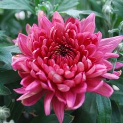 Chrysanthemum 