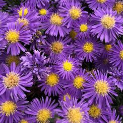 Aster Novi-Belgi