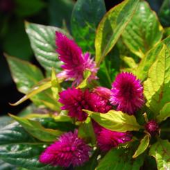 Celosia argentea