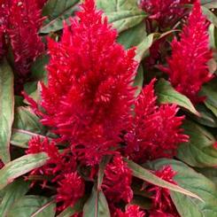 Celosia plumosa