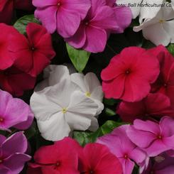 Catharanthus roseus