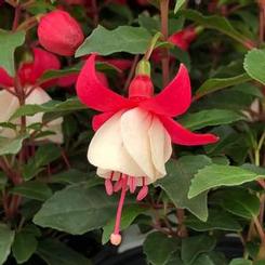 Fuchsia x hybrida