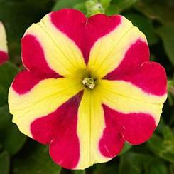 Petunia hybrida