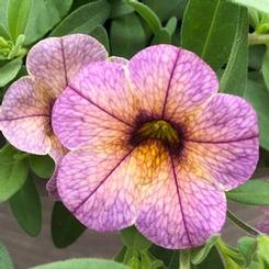 Calibrachoa x hybrida