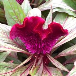 Celosia cristata