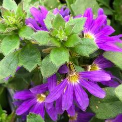 Scaevola hybrid