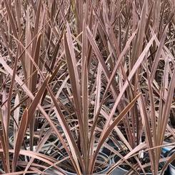 Cordyline australis