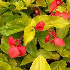 Begonia x hybrida