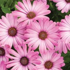 Osteospermum hybrid