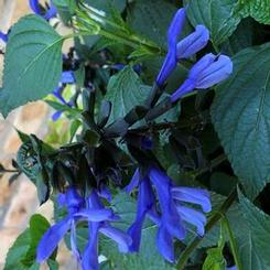 Salvia hybrid