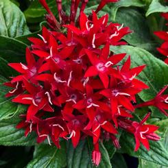 Pentas lanceolata