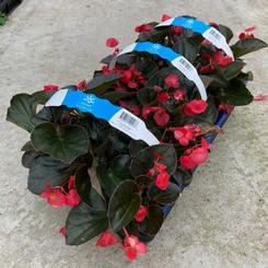 Begonia x benariensis