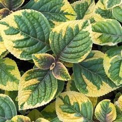 Plectranthus 