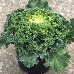 Brassica oleracea oleracea