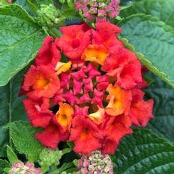 Lantana camara